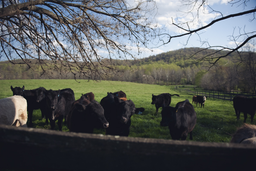 virginia-countryside-engagement-from