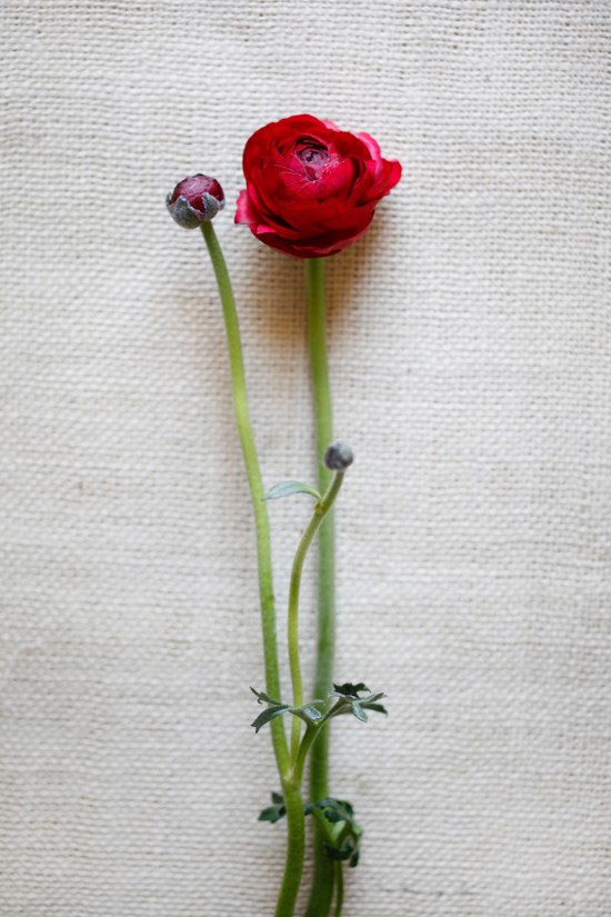 black-and-red-wedding-flowers