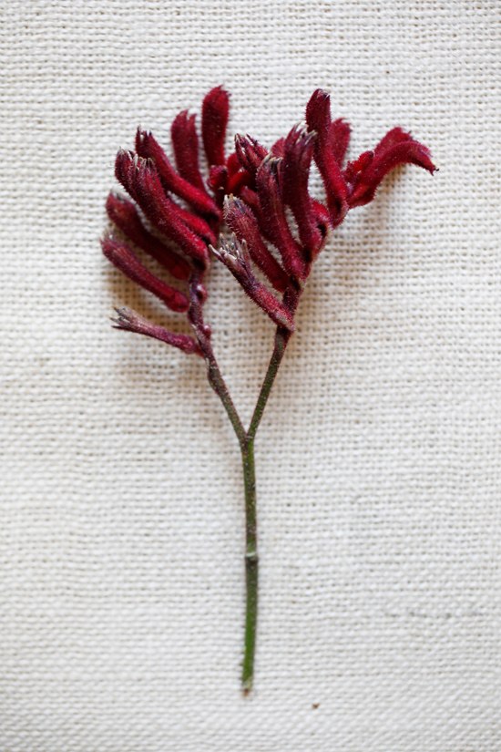 black-and-red-wedding-flowers