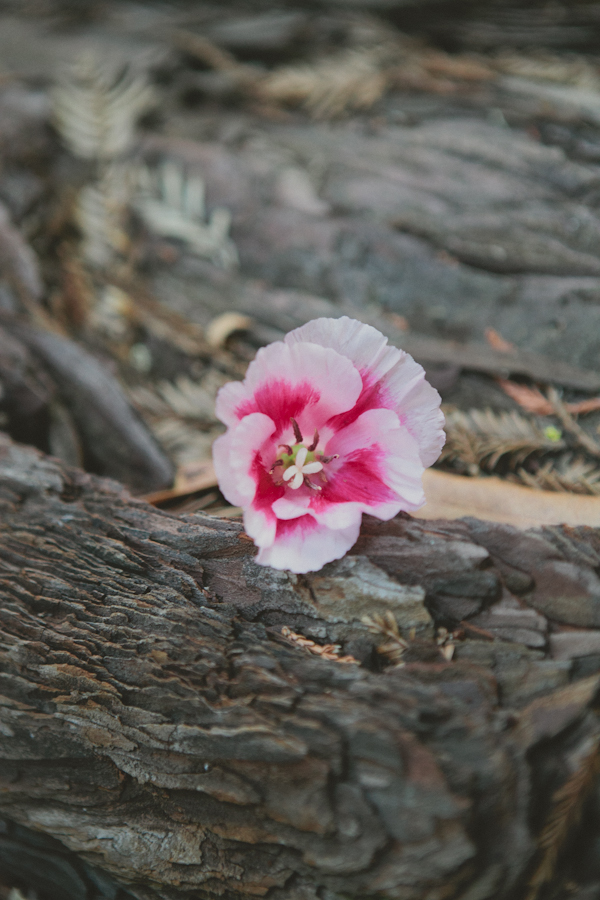 private-big-sur-elopement