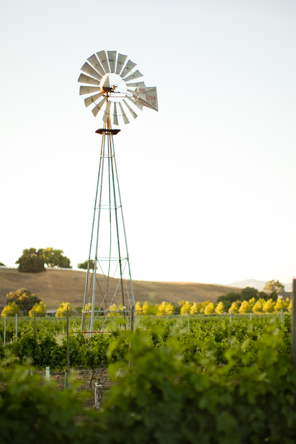 vintage-vineyard-wedding-ideas