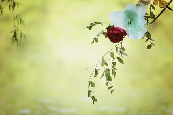 colorful-rustic-wedding-at-cedarwood