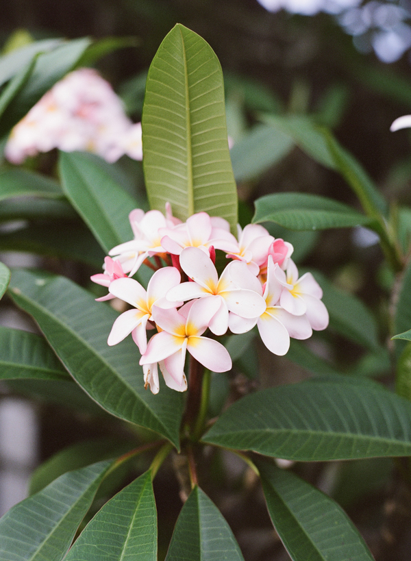 rustic-bohemian-elopement-in-hawaii