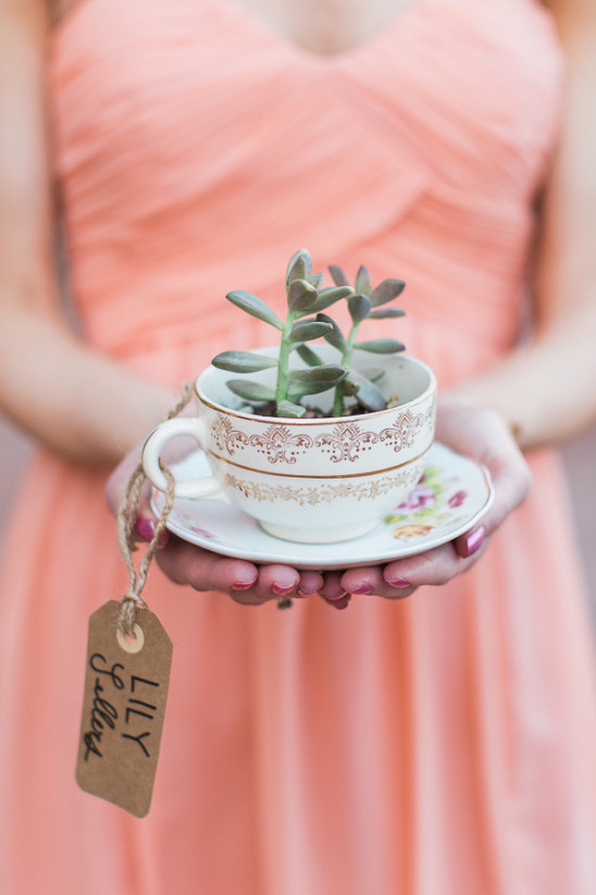 teacup succulent favors