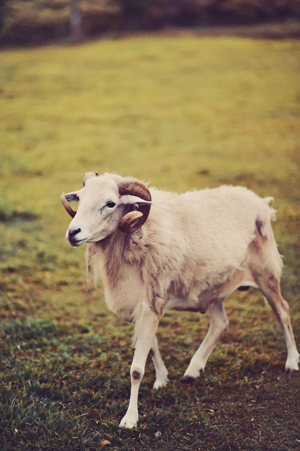 maui-wedding-at-lahaina-animal-farm