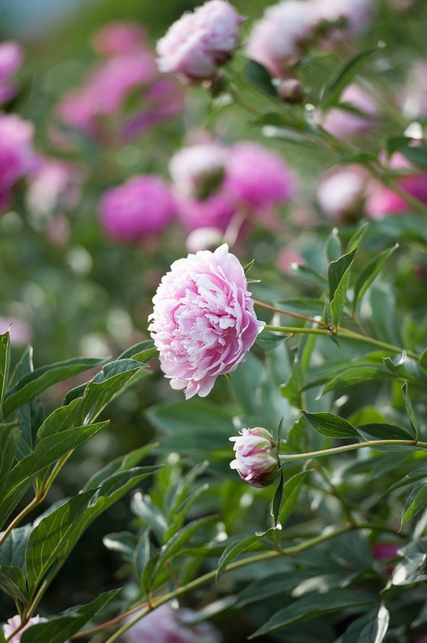 pink-patterned-garden-wedding