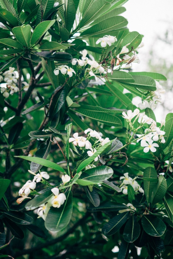 hawaii-pop-up-wedding