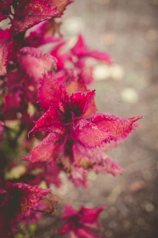 elegant-fall-vineyard-wedding