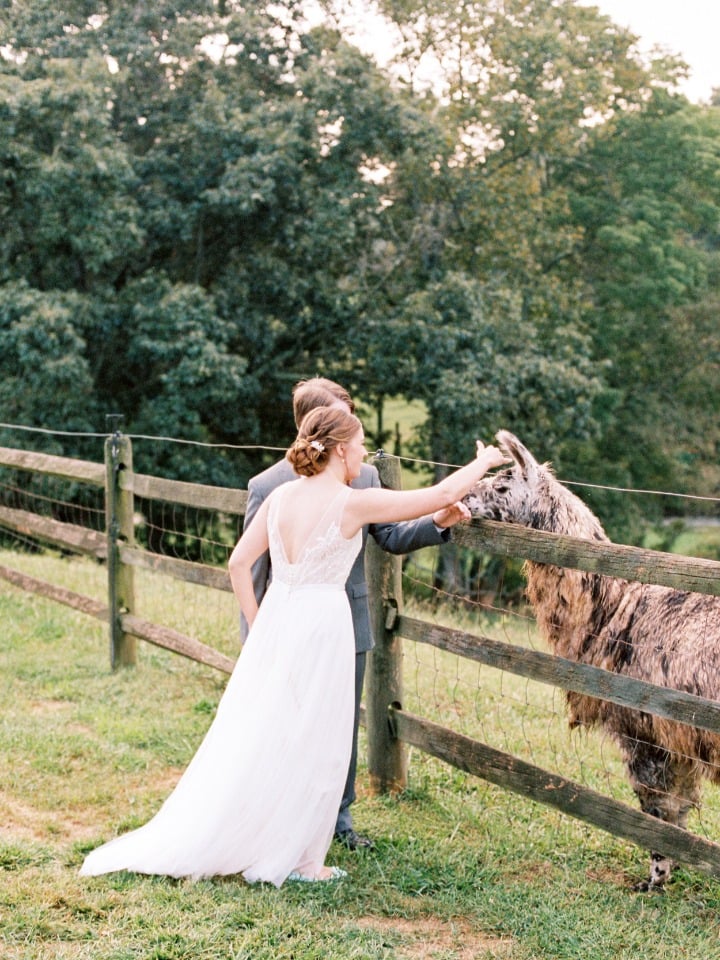 bride and groom saying hi to the llama