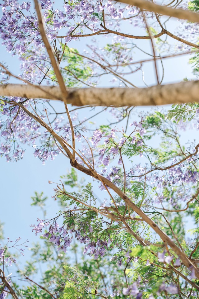 flowering trees blooming over your wedding ceremony