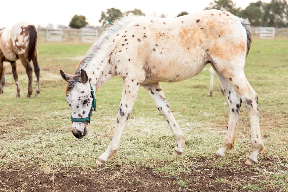 rustic-family-built-ranch-wedding-day