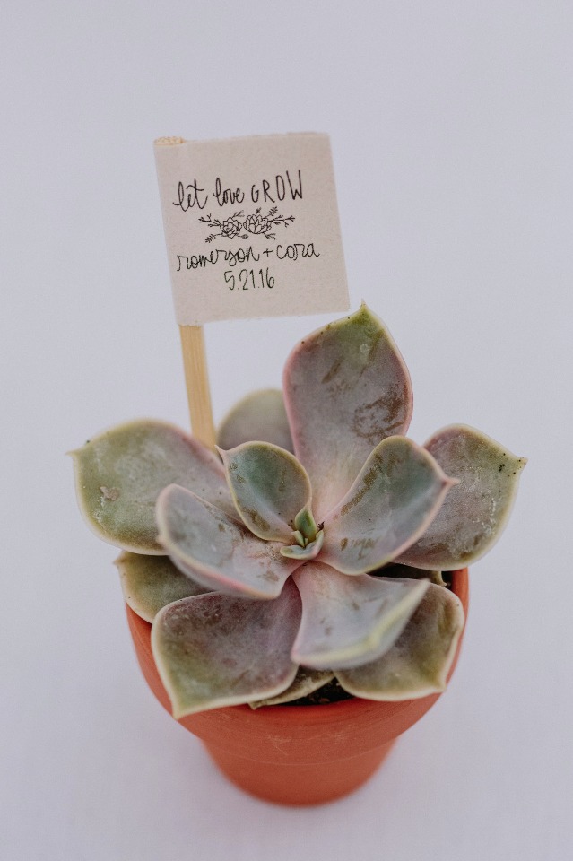 Let love grow succulent wedding favor