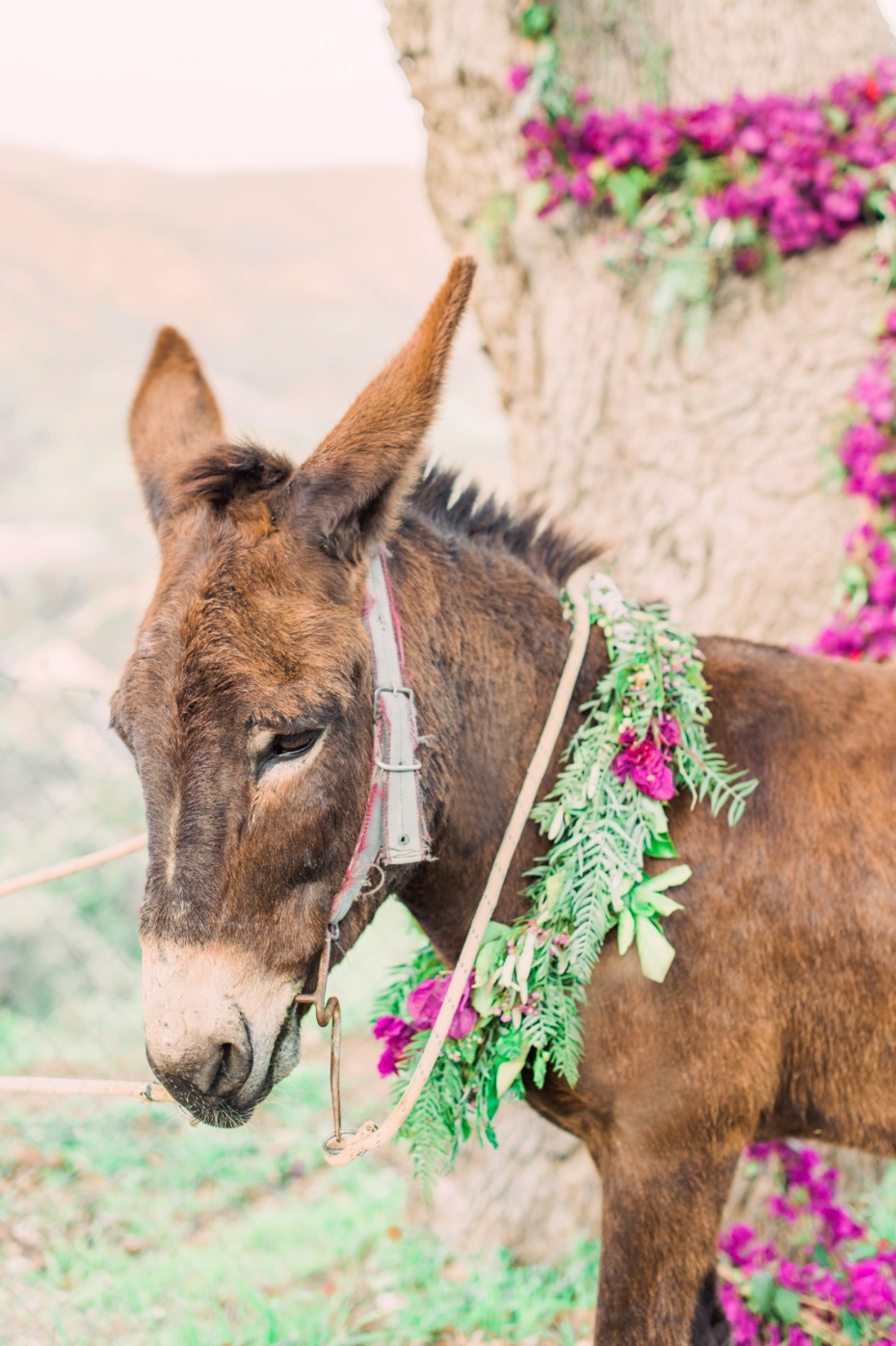 Wedding donkey