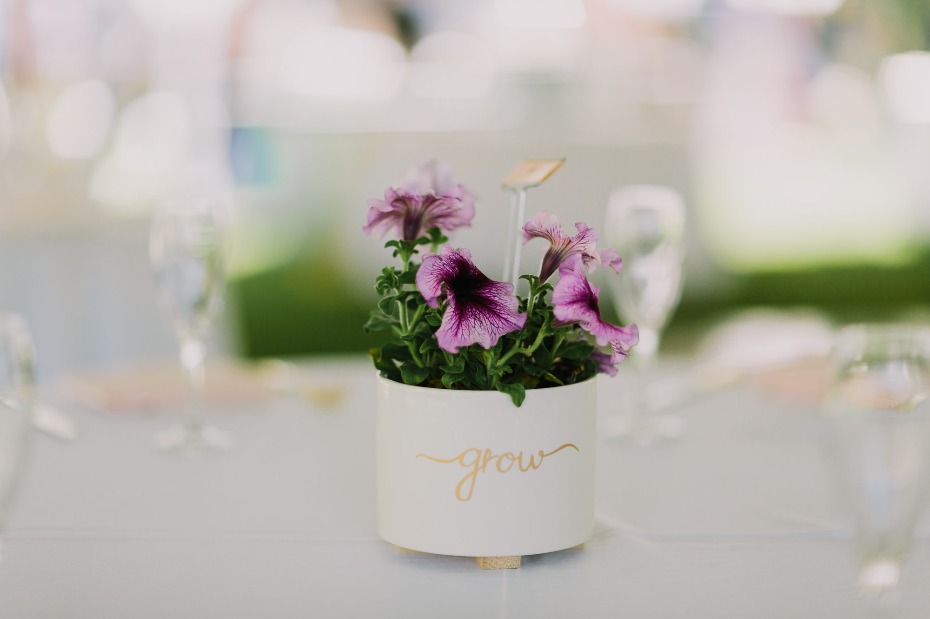 sweet potted wedding plant