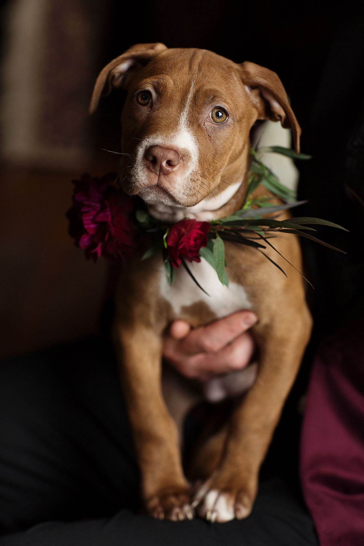 cutest little wedding puppy