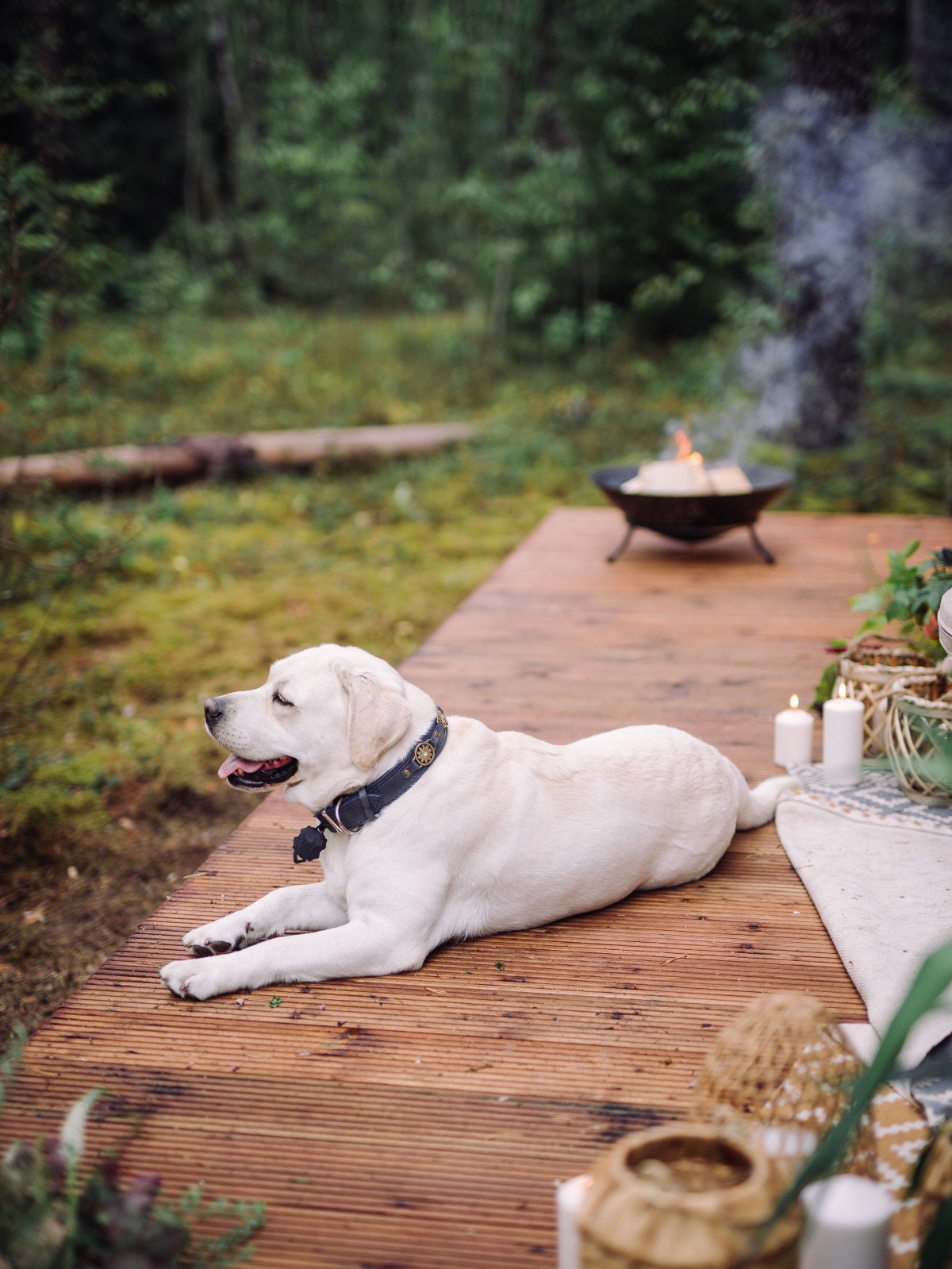 wedding dog