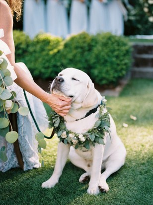 sweet puppy wedding ring bearer