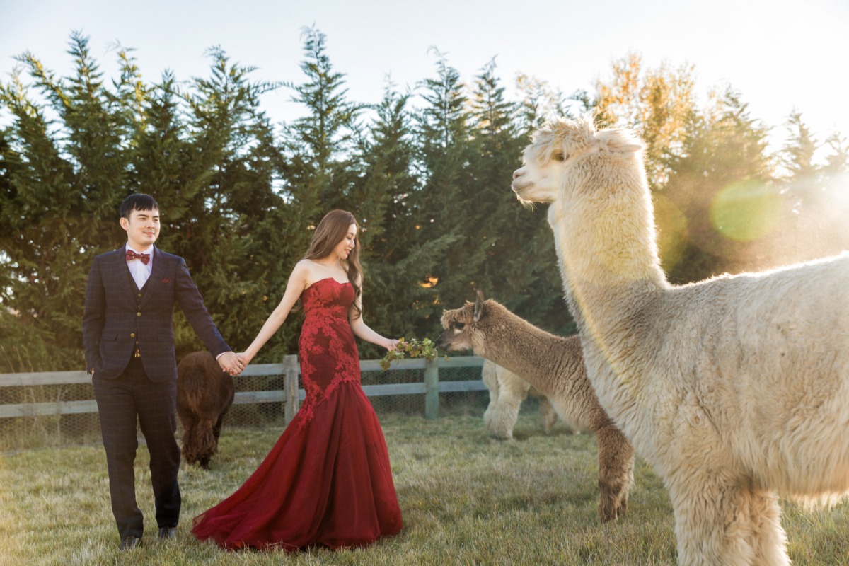 fall engagement photos with Alpacas captured by OneThreeOneFour