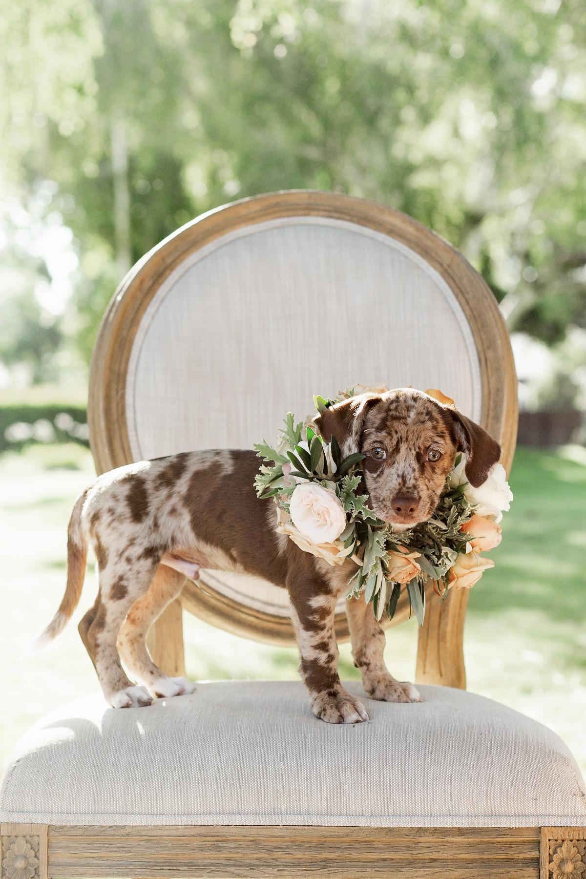 Puppies Galore in This Earthy, Artistic Wedding Inspiration Shoot