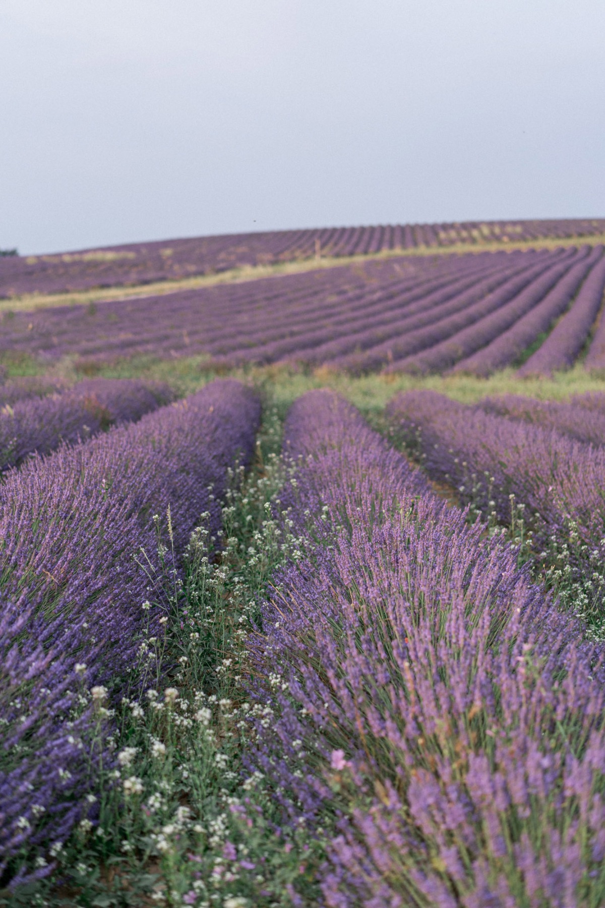 a-love-story-to-remember-purple-elopement-at-the-lavender-fields-of-provence-35