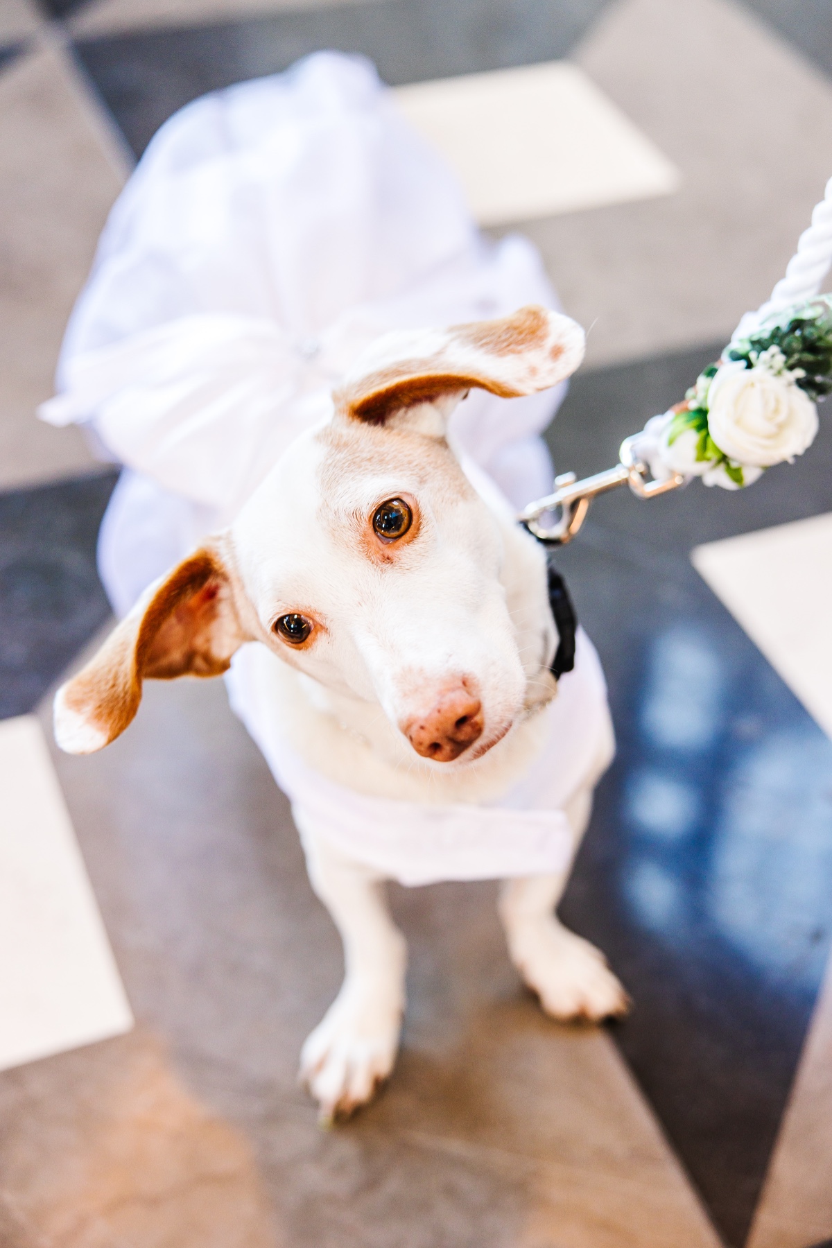 dog in custom dress for wedding