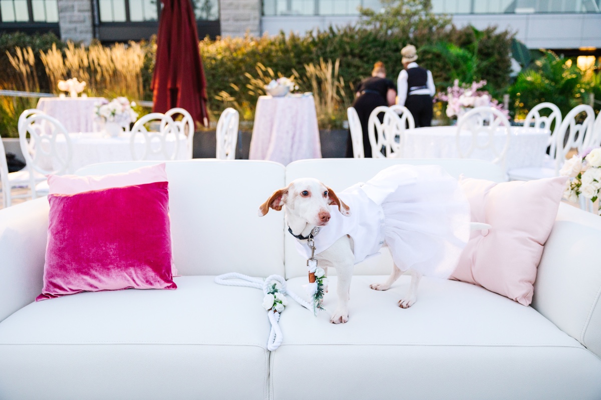 dog in custom wedding dress 