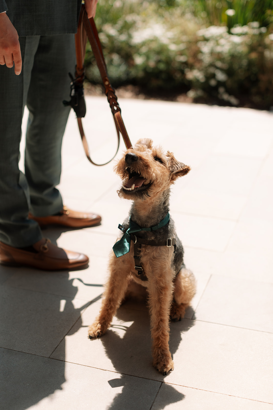 suit tie for dog