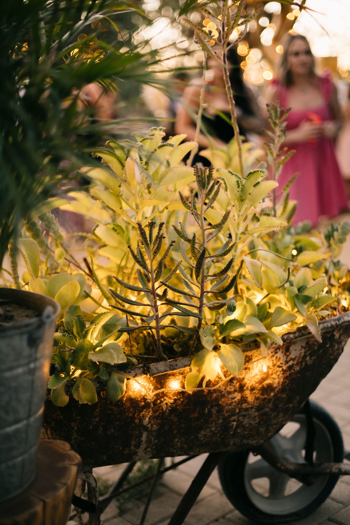 String light covered venus fly traps at tropical venue in Cabo