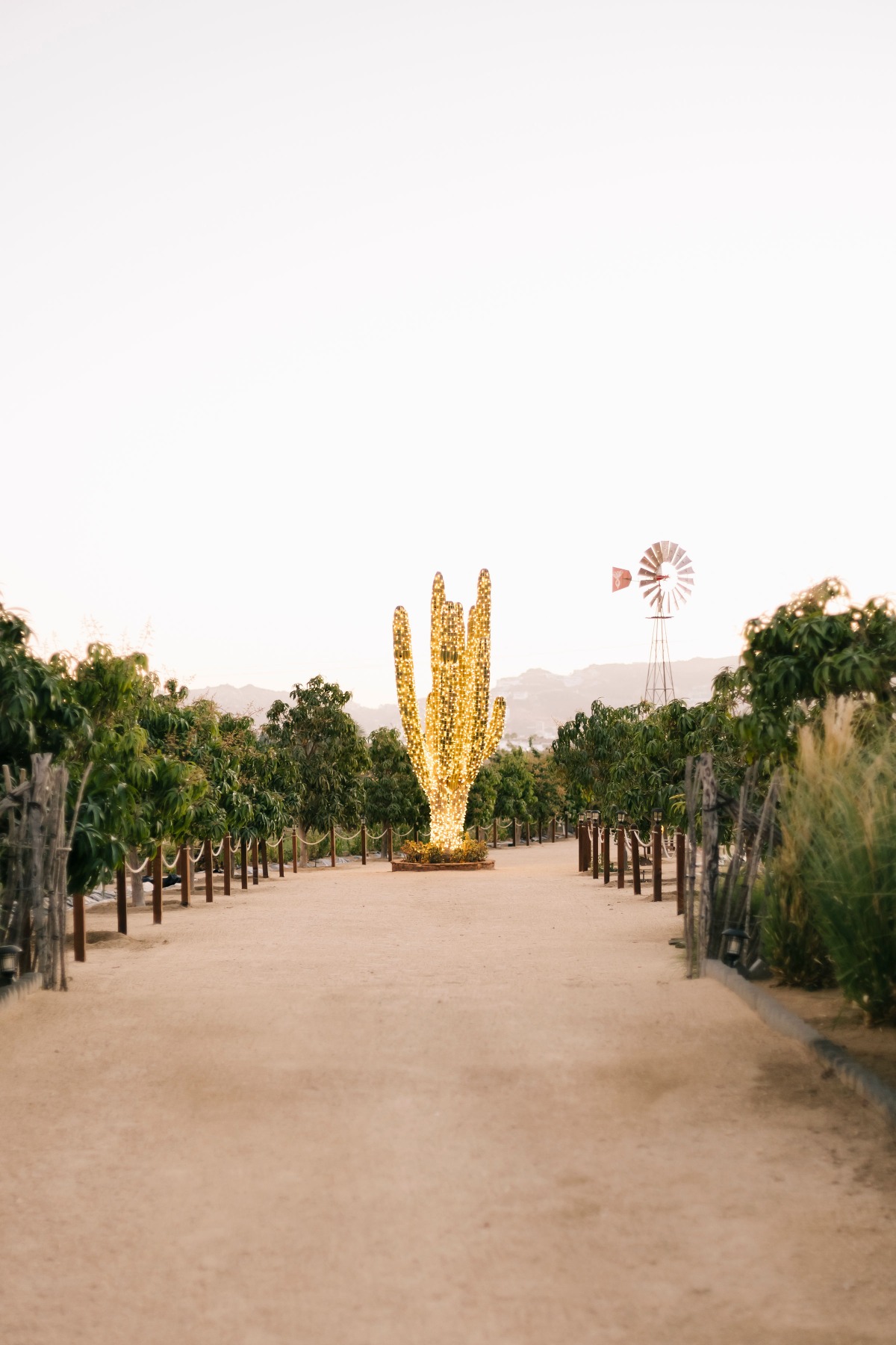 Giant string light covered cactus at tropical venue in Cabo