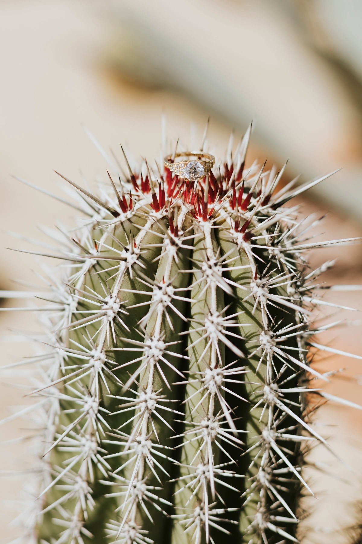 Vintage art deco inspired wedding ring on cactus in Mexico