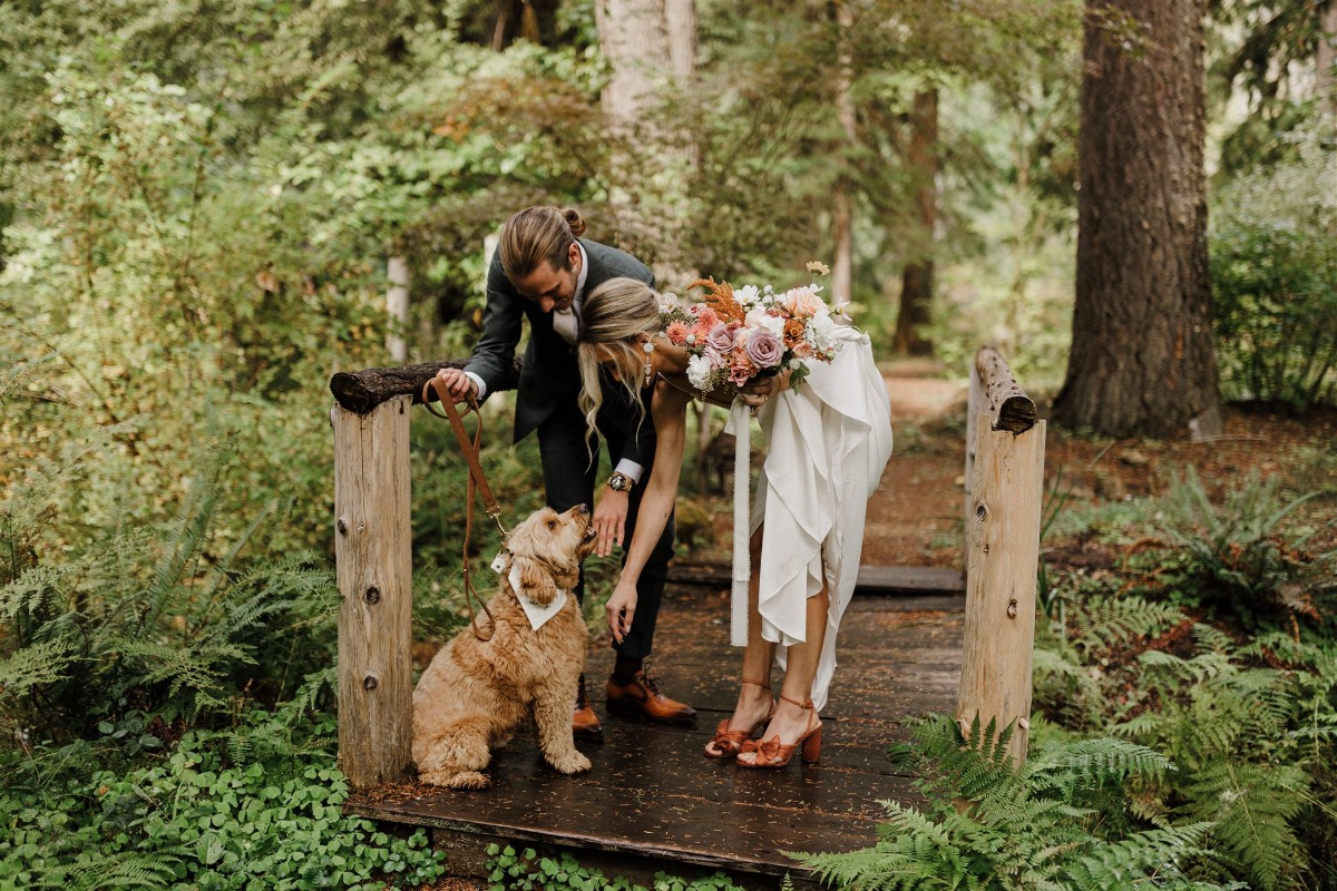 dog ring bearer