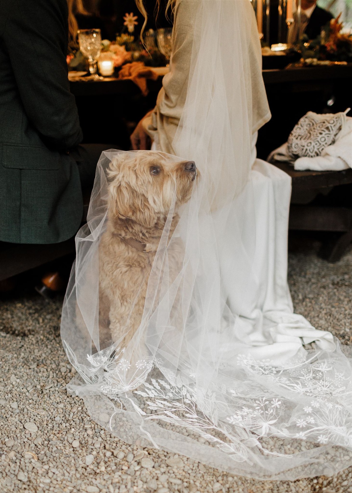 dog at wedding