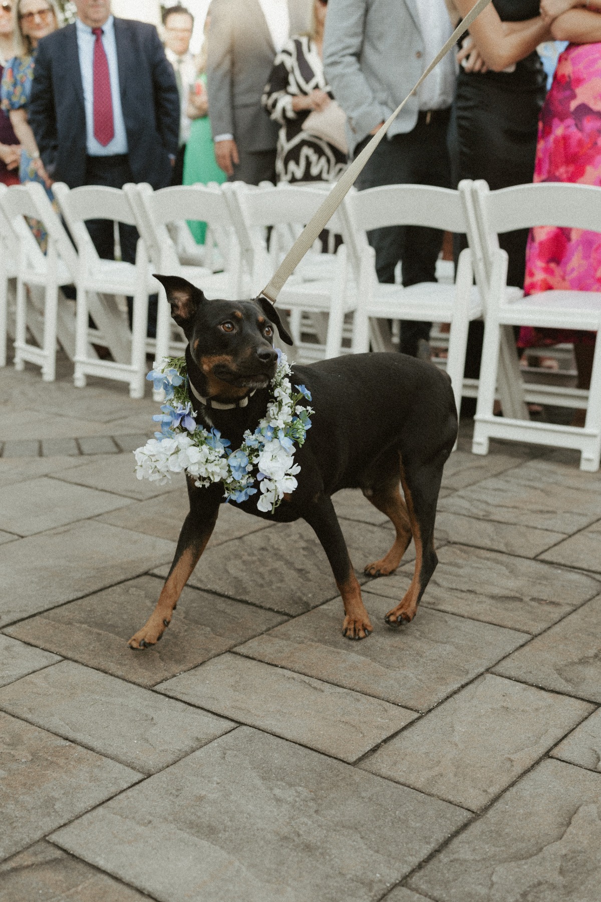 cute flower dog ideas for wedding