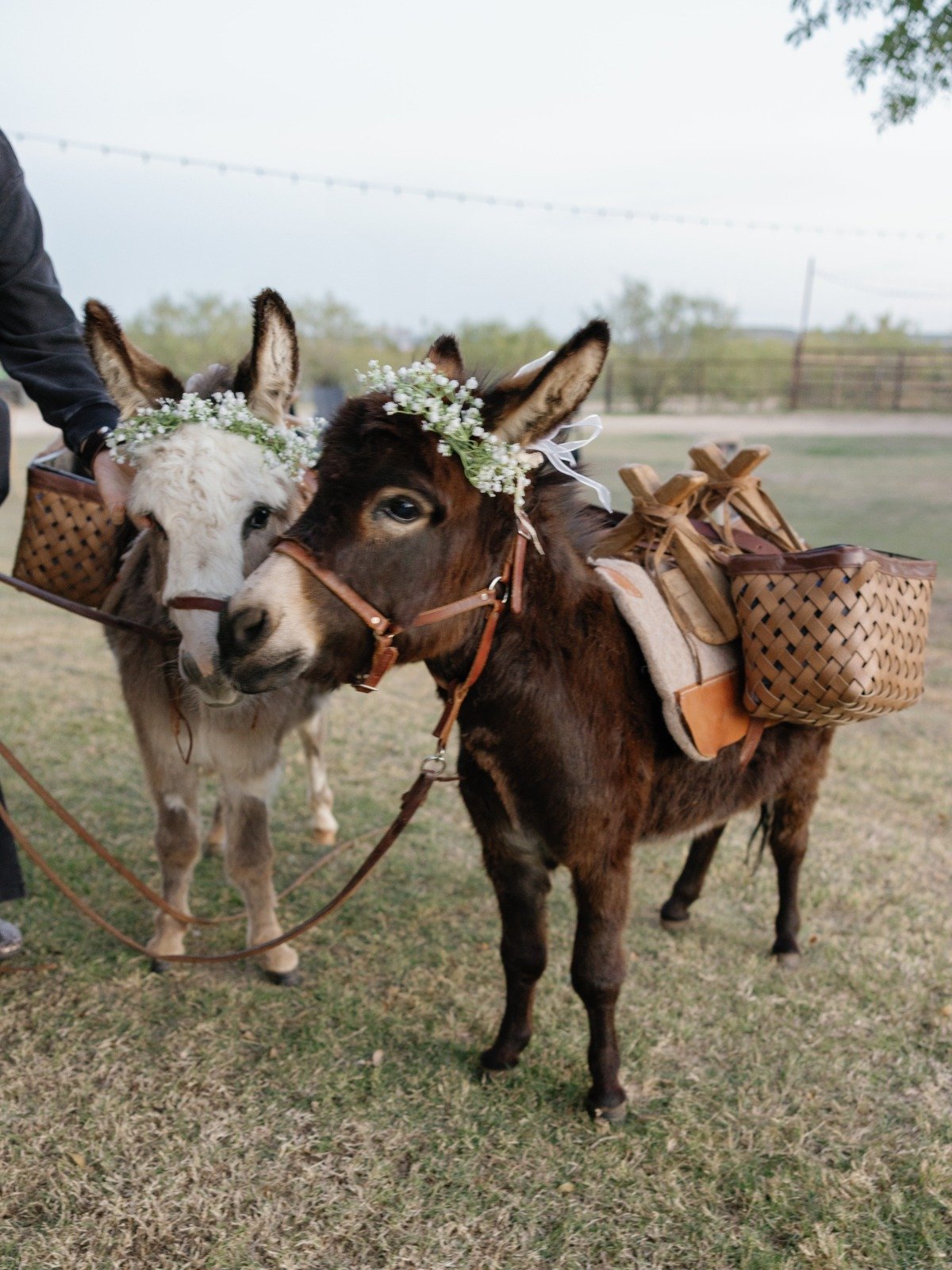 beer burros with flower crowns for weddings