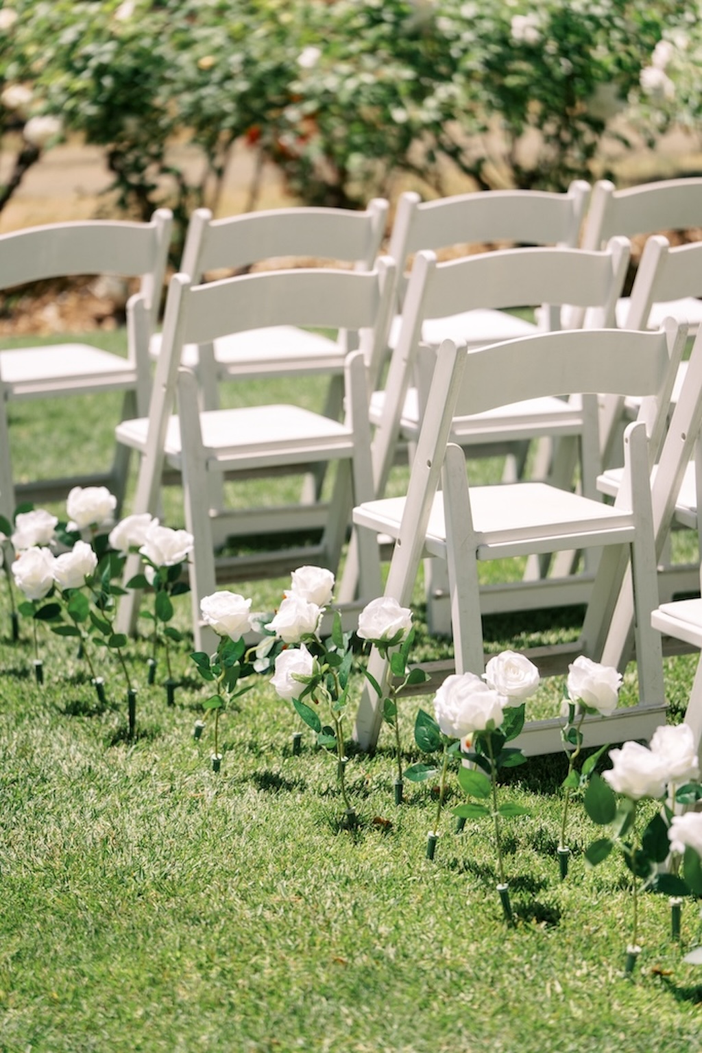 white rose lined aisle