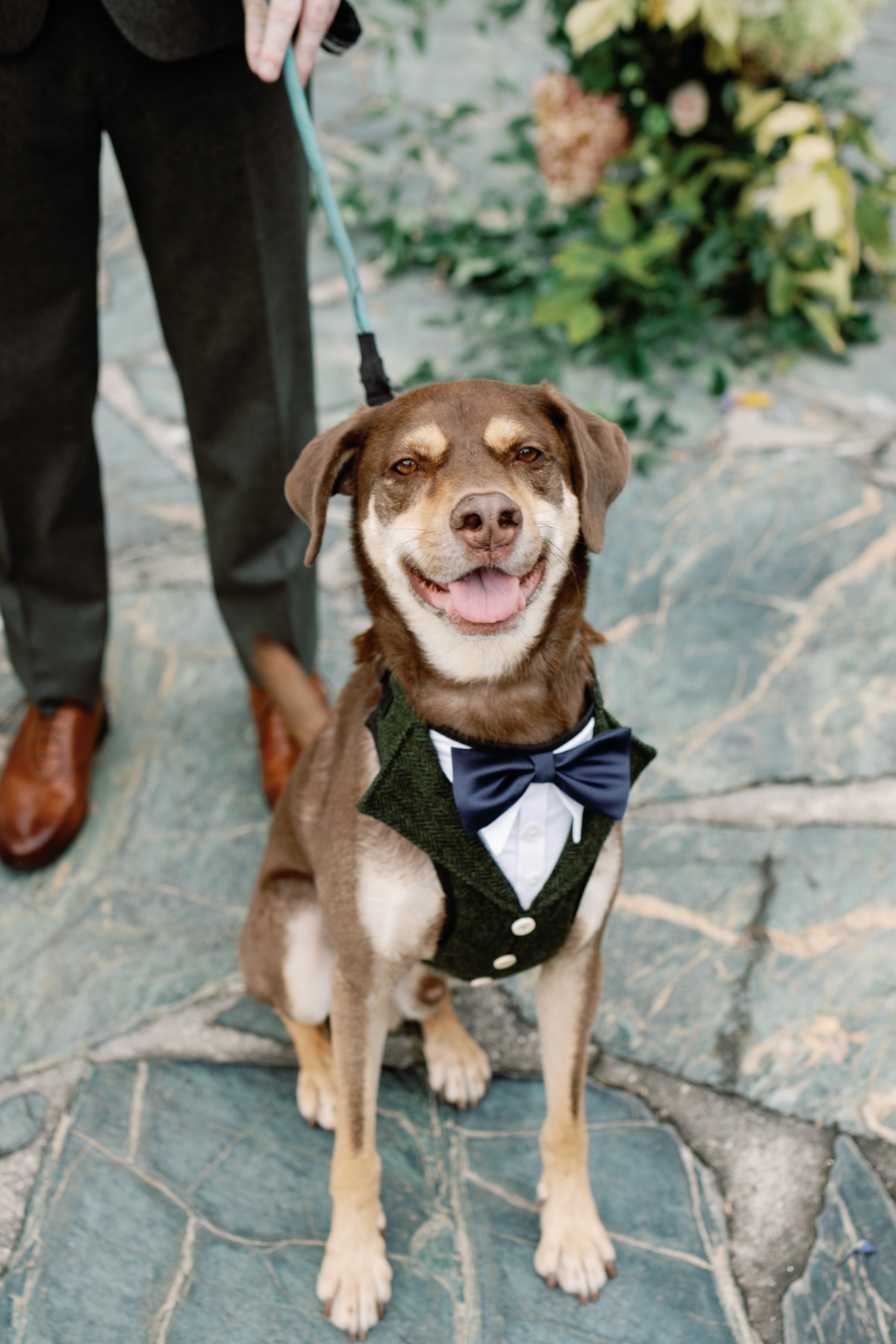 dog tuxedo