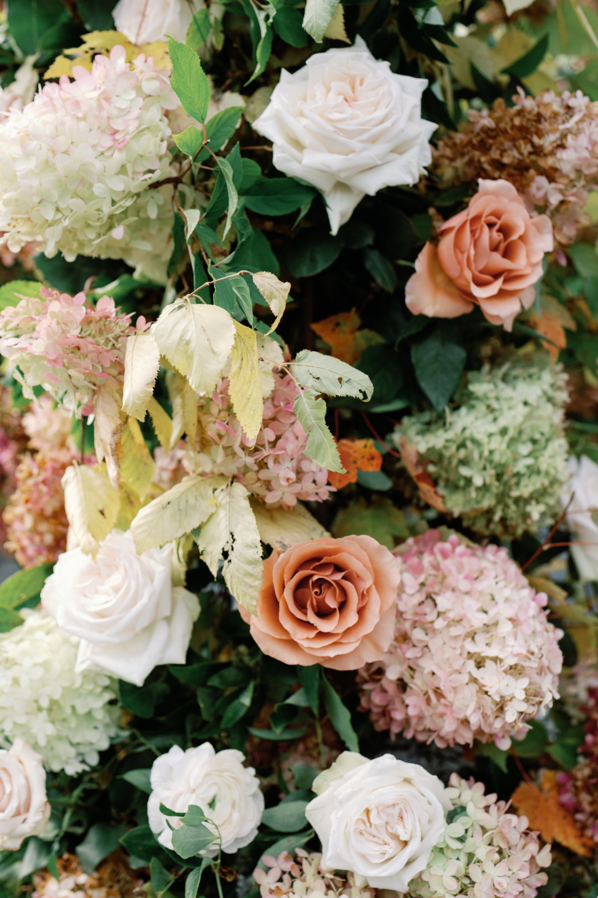 fall-colored roses