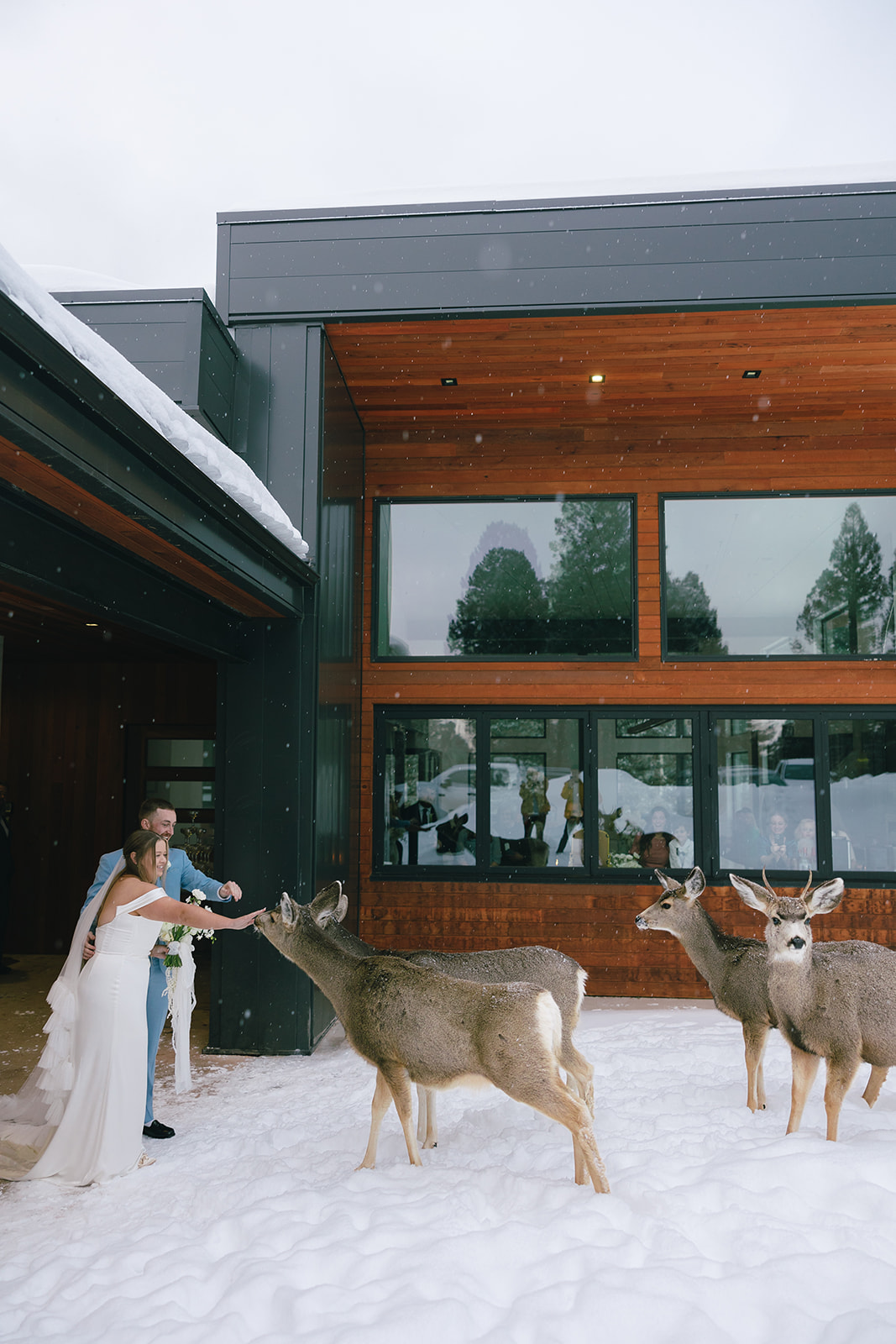 wildlife crashing weddings